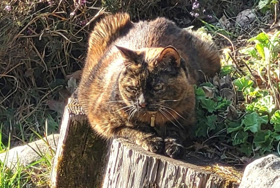 Disappearance alert Cat Female , 15 years Glion Switzerland