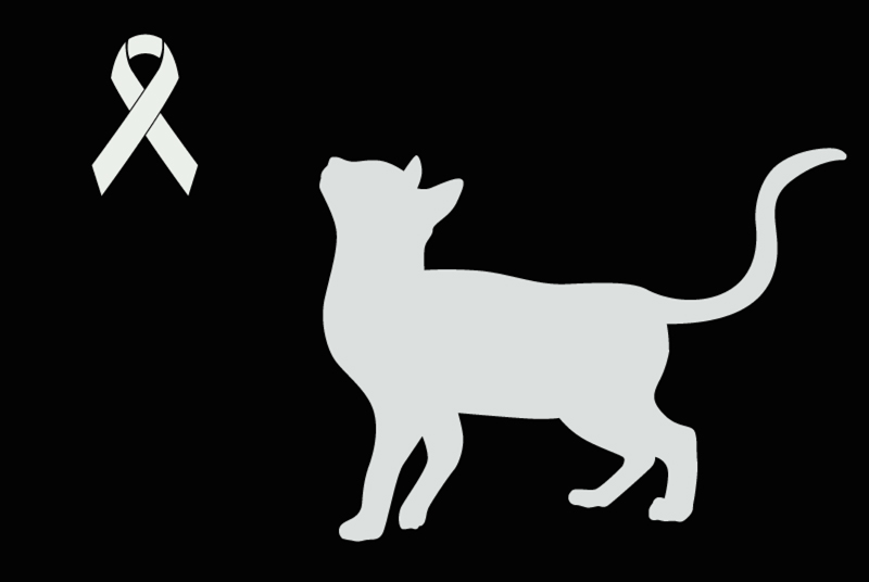Alerte Découverte Chat Inconnu Perly-Certoux Suisse