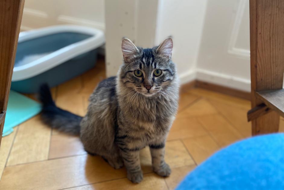 Alerta desaparecimento Gato Fêmea , 1 anos La Chaux-de-Fonds Switzerland